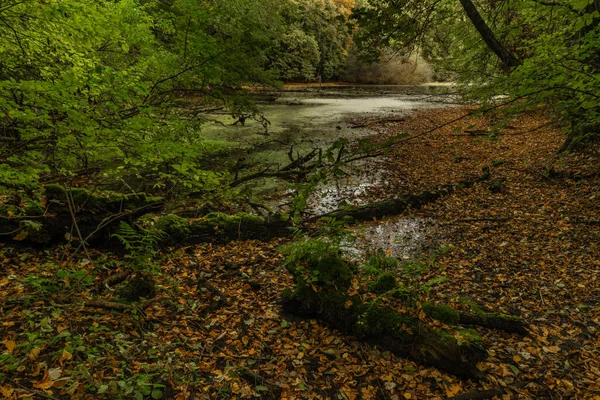 Herbstlicher Auwald Und Pfad Mittelböhmen Der Nähe Der Stadt Kolin — Stockfoto