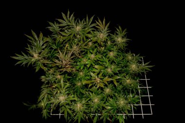 Renkli S.A.G.E. Beyaz scrog ağlı marihuana çiçeği çeşitleri siyah arkaplan