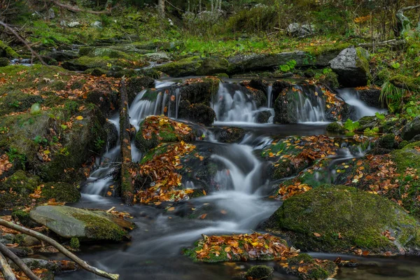 Sumny Creek Autunno Mattina Umida Jeseniky Montagne — Foto Stock