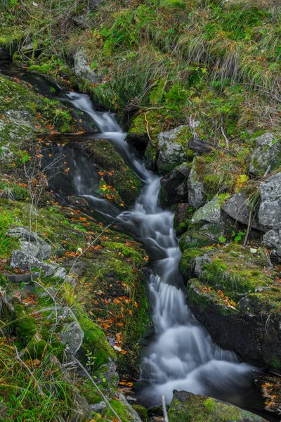 Sumny Creek Autunno Mattina Umida Jeseniky Montagne — Foto Stock