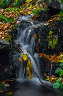 Sumny ve Billy Deresi sonbahar yağmurlu sabahında Jeseniky dağlarında