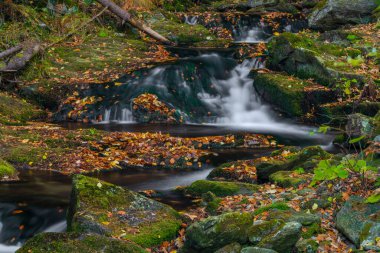 Sumny ve Billy Deresi sonbahar yağmurlu sabahında Jeseniky dağlarında