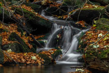 Sumny ve Billy Deresi sonbahar yağmurlu sabahında Jeseniky dağlarında