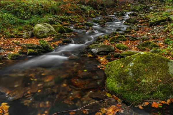 Sumny Und Bily Bach Herbst Nassen Morgen Jeseniky Gebirge — Stockfoto