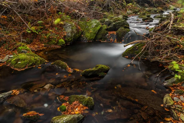 Sumny Bily Creek Podzimním Vlhkém Ránu Jeseníkách — Stock fotografie