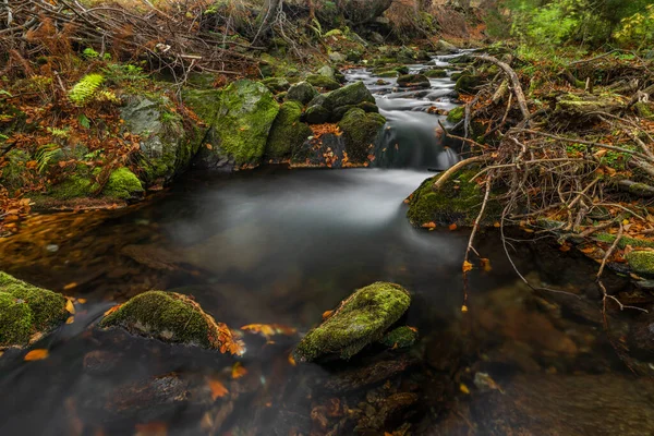 Sumny Bily Arroyo Otoño Mañana Húmeda Las Montañas Jeseniky — Foto de Stock