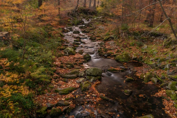 Sumny Και Bily Creek Φθινόπωρο Υγρό Πρωινό Στο Jeseniky Βουνά — Φωτογραφία Αρχείου