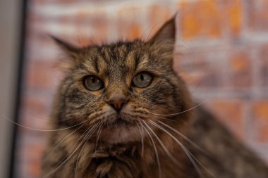 Büyük kulaklı kahverengi tekir kedi. Ahşap masada, kırmızı tuğlalı arka planda.