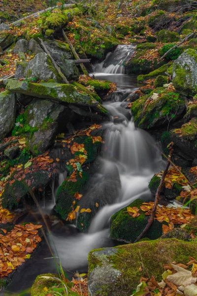 Sumny Creek Outono Manhã Molhada Montanhas Jeseniky — Fotografia de Stock