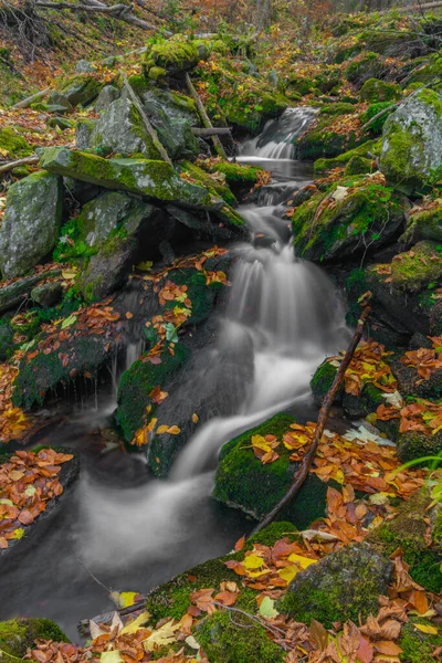 Самный Ручей Осенью Влажным Утром Есениках — стоковое фото