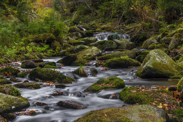 Sumny Creek Φθινόπωρο Υγρό Πρωινό Στο Jeseniky Βουνά — Φωτογραφία Αρχείου
