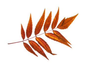 Beyaz arkaplanda taze sonbahar yaprağının karışımı