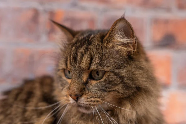 Brown Tabby Pequeno Gato Com Orelhas Grandes Mesa Madeira Com — Fotografia de Stock