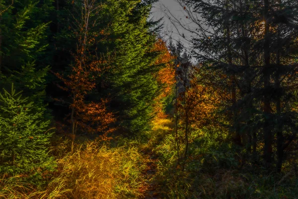 Skog Med Morgonsol Med Färg Höst Träd Jeseniky Berg — Stockfoto