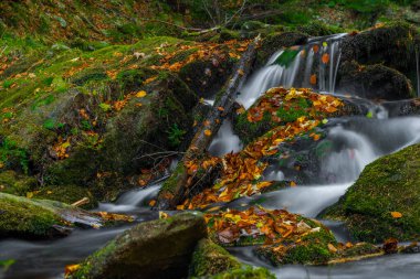 Sumny ve Billy Deresi sonbahar yağmurlu sabahında Jeseniky dağlarında