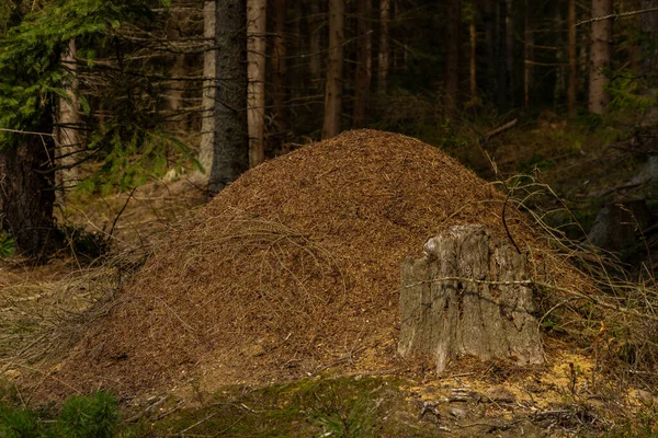 Großer Ameisenhaufen Südböhmischen Wald Herbst — Stockfoto