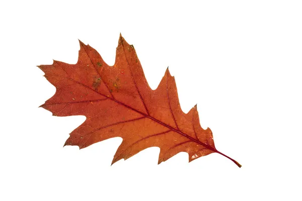 色泽鲜红的秋叶与白色背景的混合 — 图库照片