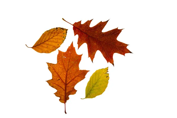色泽鲜红的秋叶与白色背景的混合 — 图库照片