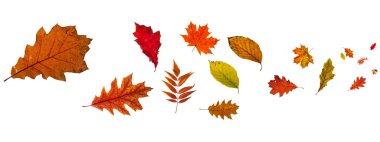 Beyaz arkaplanda taze sonbahar yaprağının karışımı