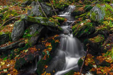 Sumny ve Billy Deresi sonbahar yağmurlu sabahında Jeseniky dağlarında