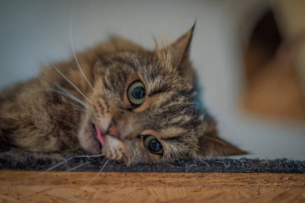 Tabby Barna Szürke Macska Val Hosszú Fülek Zöld Szép Szemek — Stock Fotó