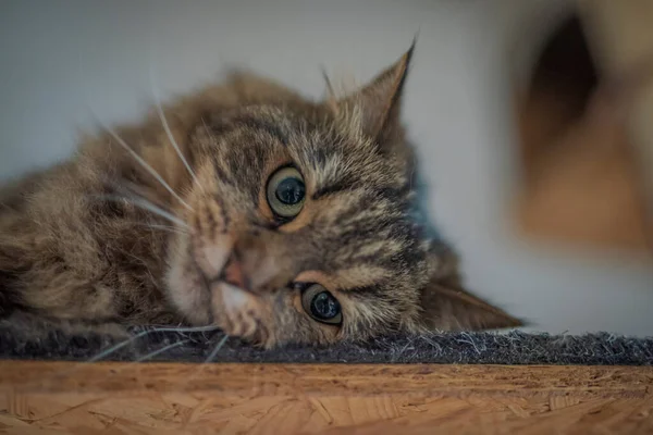 Tabby Gato Cinza Marrom Com Orelhas Longas Olhos Bonitos Verdes — Fotografia de Stock