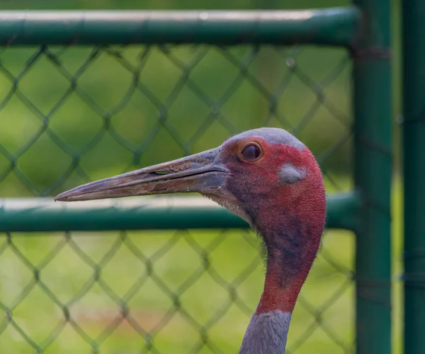 Oiseau Grande Couleur Avec Long Bec Tête Rouge — Photo