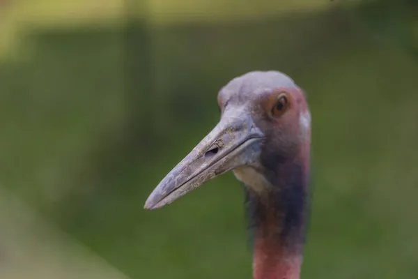 長いくちばしと赤い頭を持つ大きな色の鳥 — ストック写真