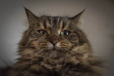 Uzun kulaklı ve yeşil gözlü tekir kahverengi kedi.