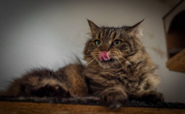 Uzun kulaklı ve yeşil gözlü tekir kahverengi kedi.