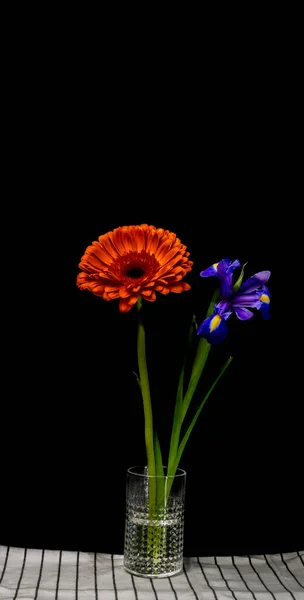 Blå Iris Och Röd Krysantenum Glas Transparent Vas — Stockfoto