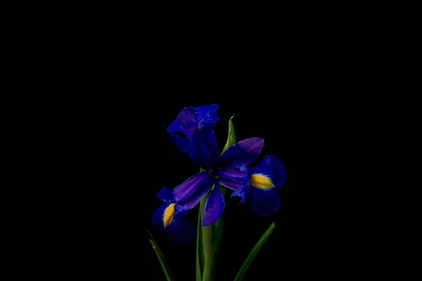 Iris Blu Fresco Con Parti Gialle Fiore Sfondo Nero — Foto Stock