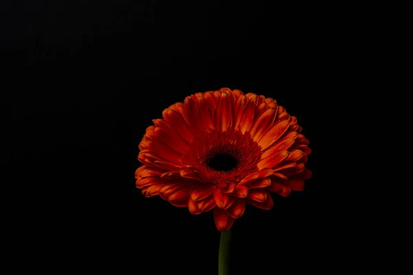 Calendula Crisantemo Colore Rosso Fresco Con Sfondo Nero — Foto Stock