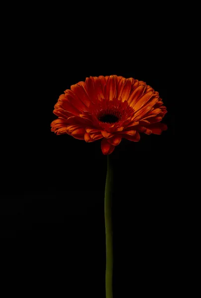 具有黑色背景的鲜红色菊花 — 图库照片