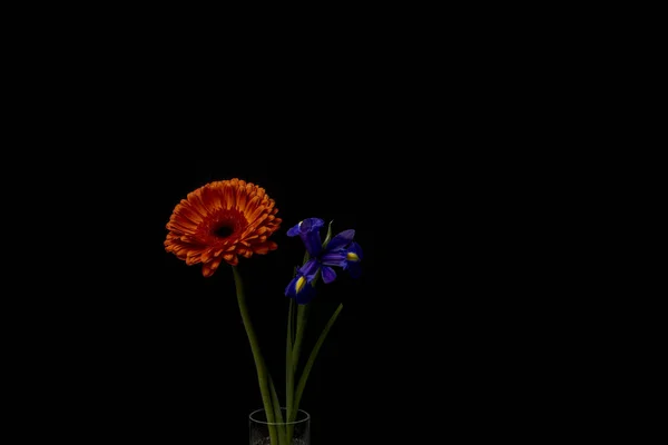 玻璃透明花瓶中的蓝色虹膜和红色菊花 — 图库照片