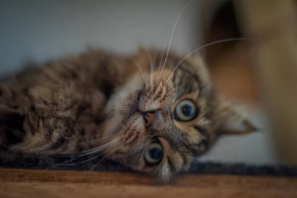 長い耳と緑の美しい目を持つタビーブラウングレーの猫 — ストック写真