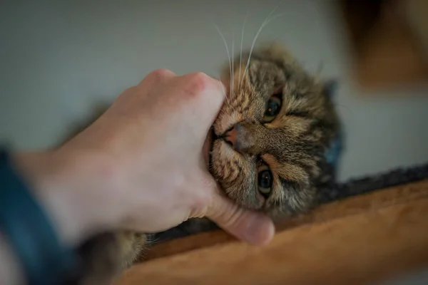 Tabby Gato Cinza Marrom Com Orelhas Longas Olhos Bonitos Verdes — Fotografia de Stock