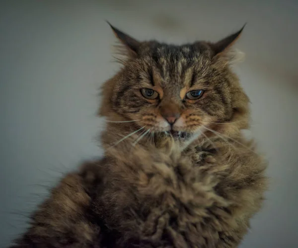 Tabby Gato Gris Marrón Con Orejas Largas Ojos Hermosos Verdes — Foto de Stock