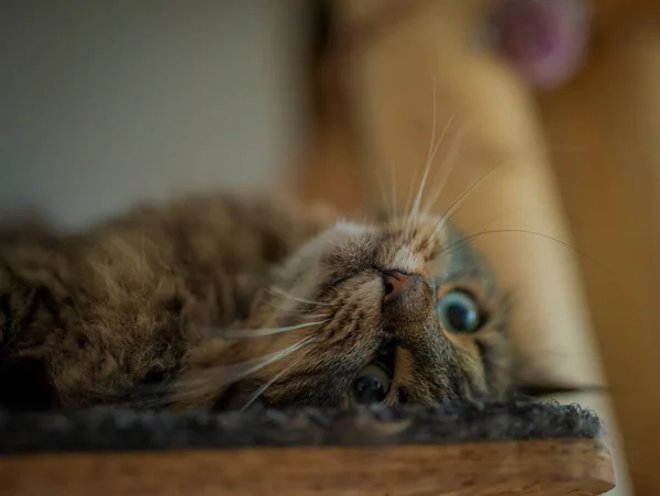 Tabby Brązowy Szary Kot Długimi Uszami Zielonymi Pięknymi Oczami — Zdjęcie stockowe