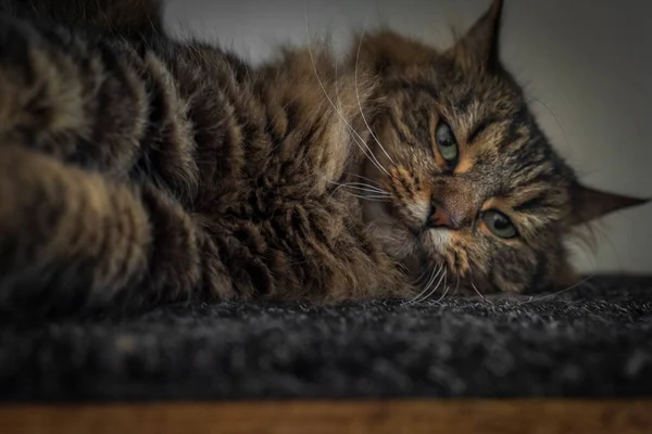 Tabby Braun Graue Katze Mit Langen Ohren Und Grünen Schönen — Stockfoto