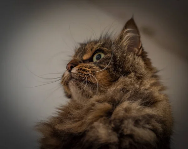 Tabby Brązowy Szary Kot Długimi Uszami Zielonymi Pięknymi Oczami — Zdjęcie stockowe