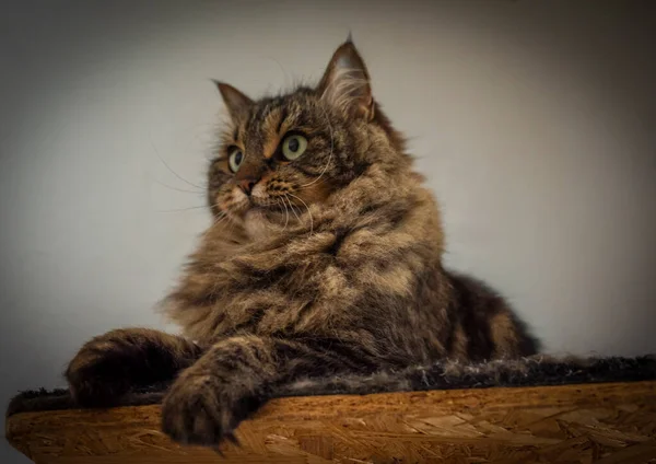 Tabby Brown Gray Cat Long Ears Green Beautiful Eyes — Stock Photo, Image