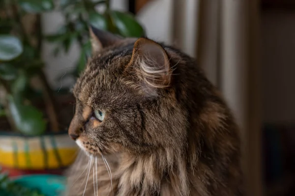 Uzun Kulaklı Yeşil Gözlü Tekir Kahverengi Kedi — Stok fotoğraf