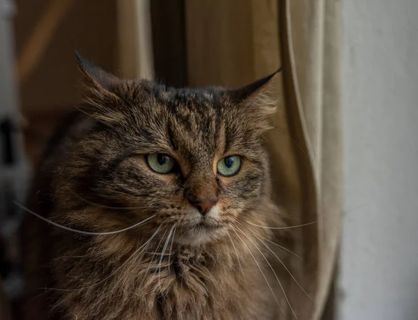 Tabby Brun Grå Katt Med Långa Öron Och Gröna Vackra — Stockfoto