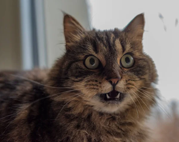 長い耳と緑の美しい目を持つタビーブラウングレーの猫 — ストック写真