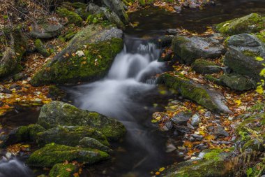 Sumny deresi sonbahar yağmurlu sabahında Jeseniky dağlarında