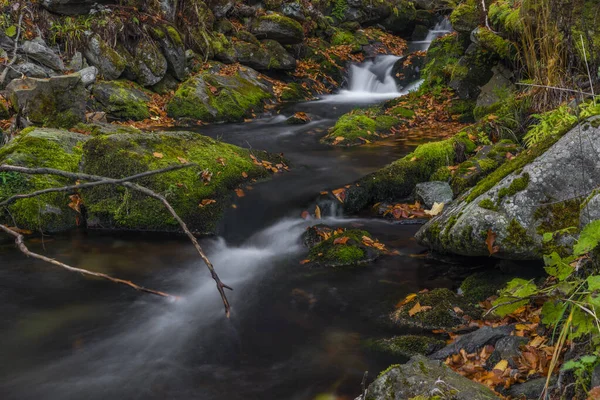 Sumny Arroyo Otoño Mañana Húmeda Las Montañas Jeseniky — Foto de Stock