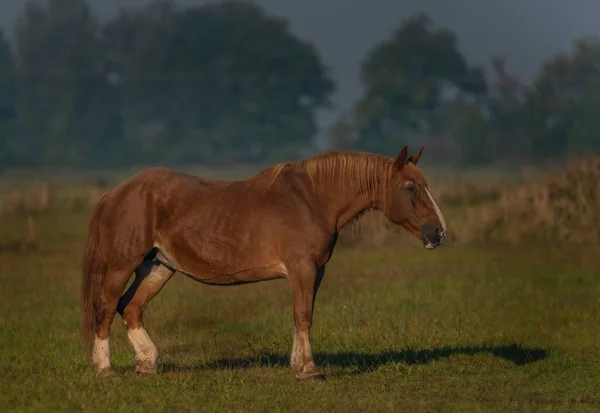 清晨牧场上的马 浓雾斑斑 色彩斑斓 — 图库照片