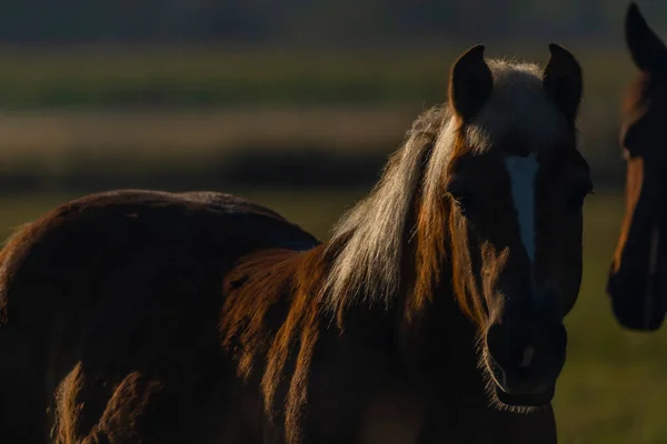 Лошадь Утренних Пастбищах Приятным Свежим Туманом Приятным Цветом Света — стоковое фото