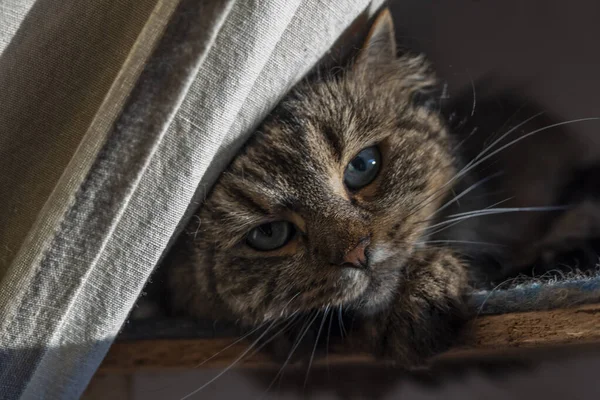 Tabby Barna Szürke Macska Val Hosszú Fülek Zöld Szép Szemek — Stock Fotó